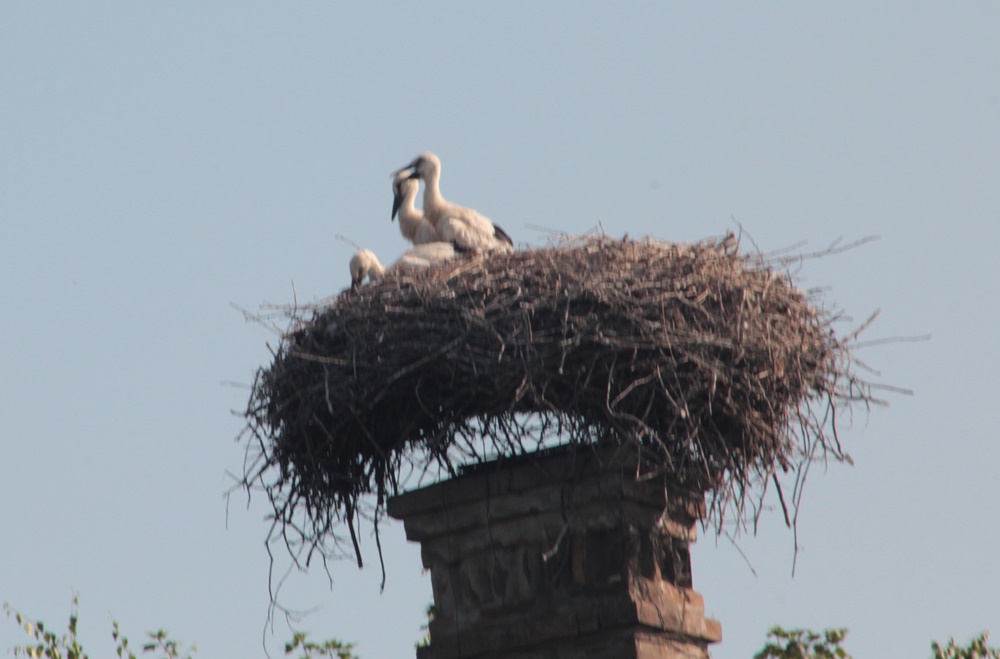 img_9248-crop