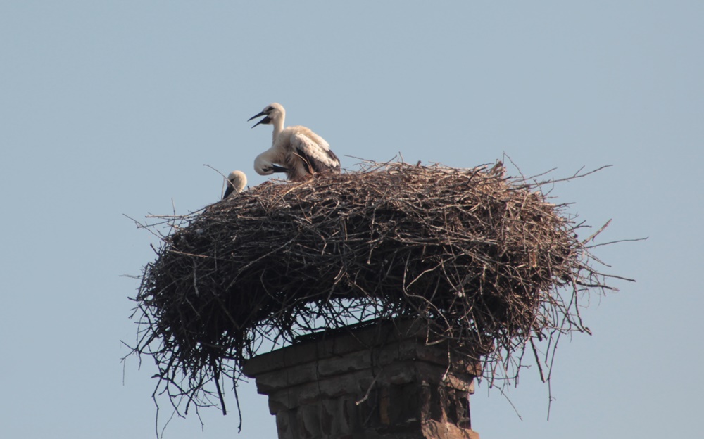 img_9253-crop