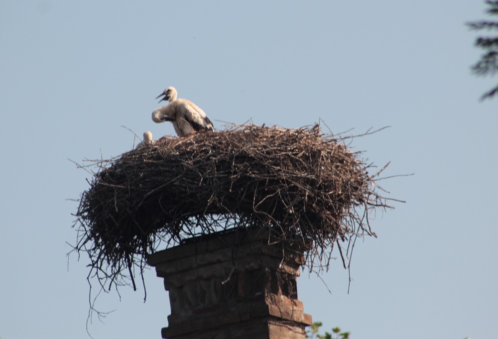 img_9255-crop