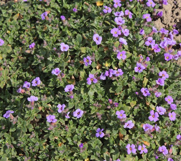 img_3656 img_3656